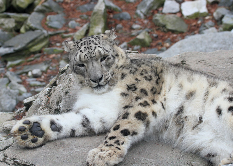 El leopardo de las nieves no puede rugir. Foto: Wikipedia